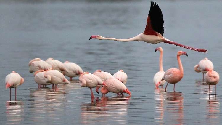 حتى الفلامينغو لم يسلم من