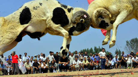 صراع الأغنام في قرية لياوشنغ بمقاطعة شاندونغ في الصين يوم 12 سبتمبر 2017