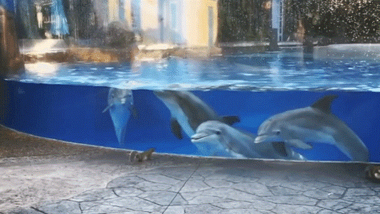 شاهد هذا الفيديو إذا أردت أن تغير مزاجك إلى الأحسن!