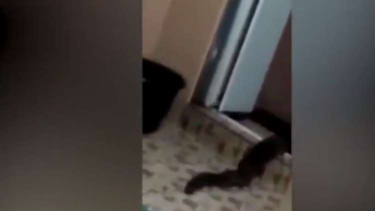 كائن غريب يخرج  زاحفا من دورة مياه في ماليزيا!