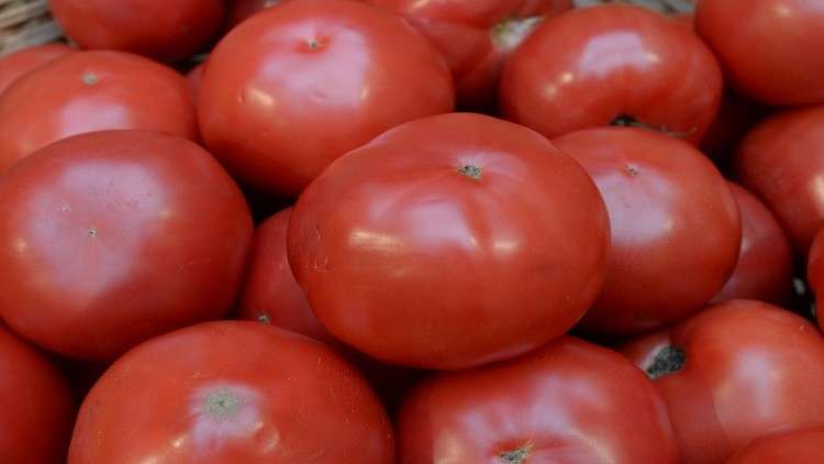 موسكو: قيود أنقرة توثر على قرار استيراد الطماطم التركية