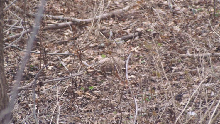 رأس امرأة في غابة يحير أمريكا.. و"سمسار الجثث" في قفص الاتهام!