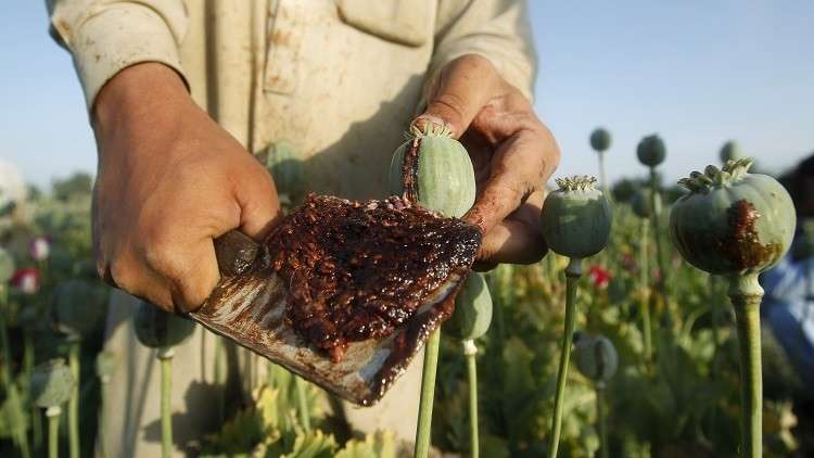 إنتاج الأفيون في أفغانستان يبلغ مستويات قياسية