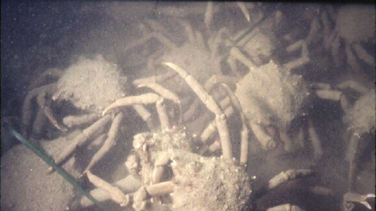 الكاميرا ترصد جيشا جرارا من السلطعون الياباني القاتل