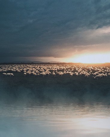 قطيع من الأغنام