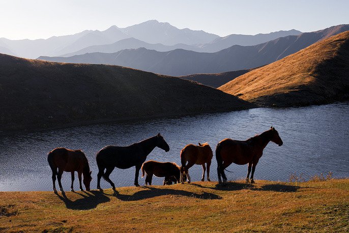 رعيل من الخيول البرية في جبال القوقاز الساحرة