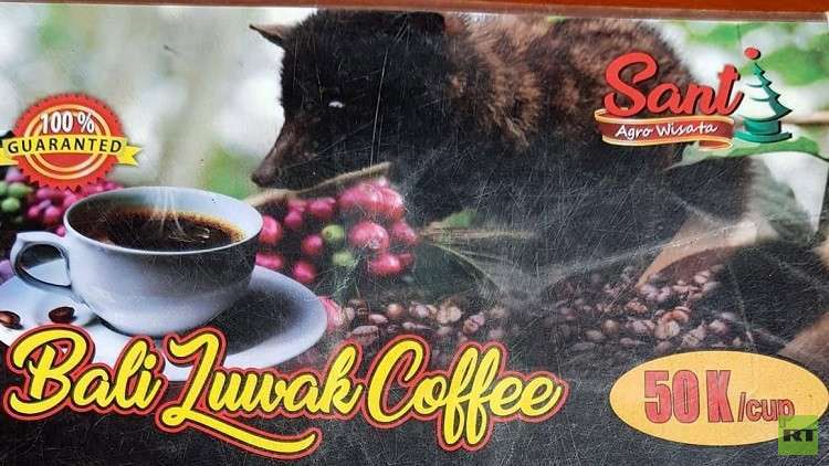 بالصور.. تعرف على القهوة الأغلى ثمنا المستخرجة من براز حيوان الزباد!