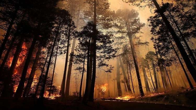 تغير المناخ يوقف نمو الغابات بعد الحرائق