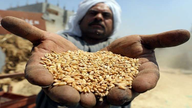 مصر تطرح مناقصة لشراء كميات من القمح
