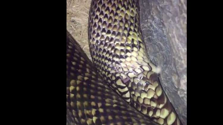 شاهد.. ثعبان يبتلع نفسه!
