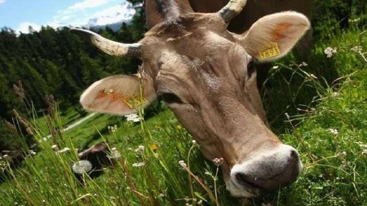 كيف يمكن للأبقار القضاء على الأوبئة القاتلة؟