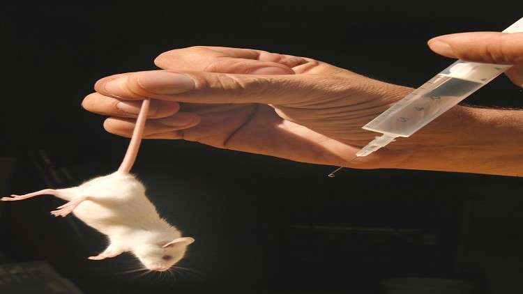 تجارب لقاح جديد للسل تثير جدلا كبيرا 