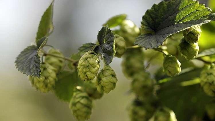 دراسة: تربة المريخ "صالحة للزراعة"