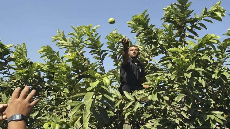 السعودية تحظر استيراد الجوافة المصرية