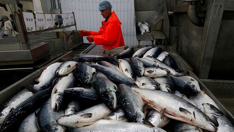 النرويج تفشل في إيجاد أسواق بديلة لأسماكها في ظل الحظر الروسي