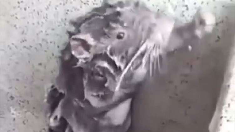 تفاعل كبير في الإنترنت بشأن فيديو "استحمام" جرذ!