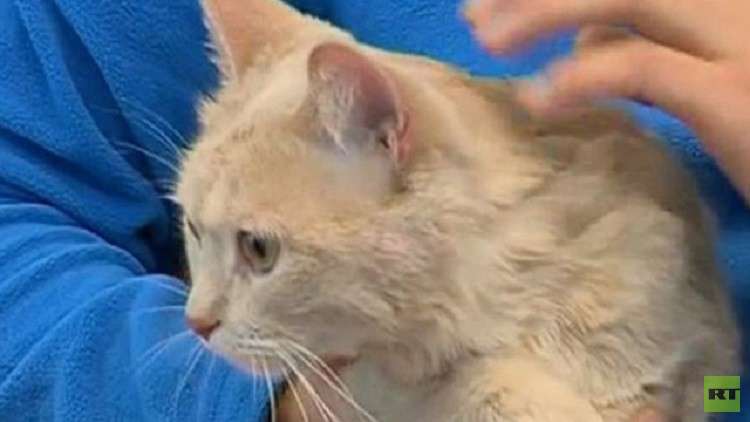 السجن لشاب "غسل" قطا حتى الموت