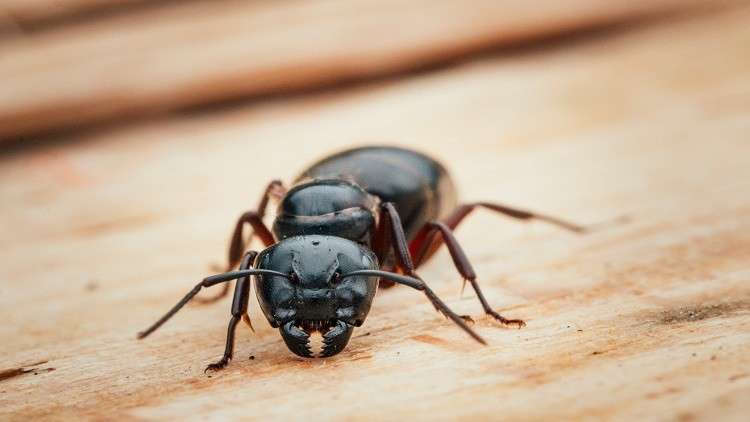 النمل المسعف ينقذ الجرحى ويجلي المصابين! (فيديو)