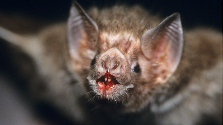 وأخيرا .. حل لغز ثدييات تتغذى بالدم فقط