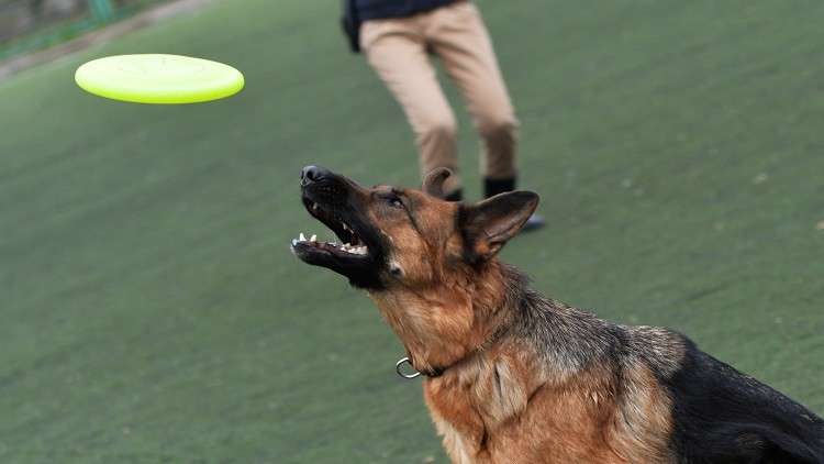 أوفى الأصدقاء.. كلب أصيب بأربع طلقات لينقذ صاحبه من اللصوص 