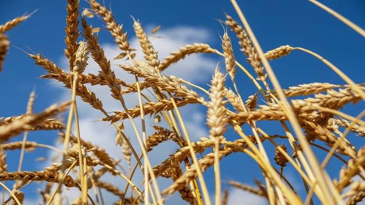 مذكرة روسية إيرانية كازاخستانية لتسهيل تجارة القمح