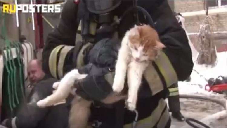 إنقاذ حياة قطة.. مشاهد مؤثرة للغاية!