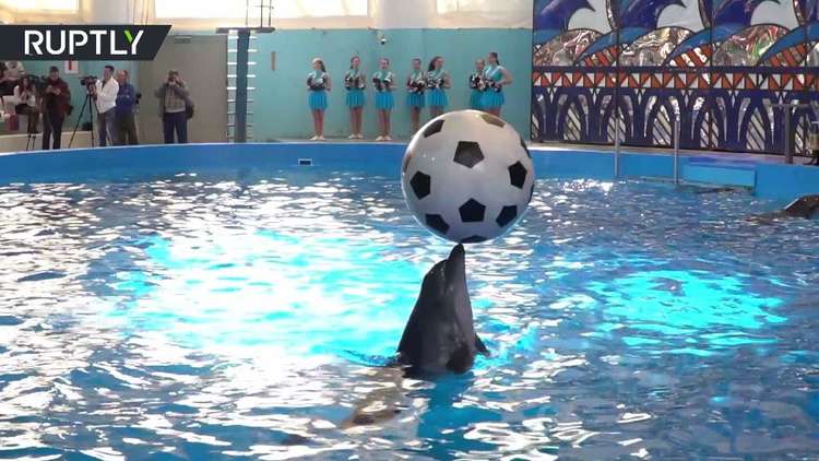 في روسيا حتى الدلافين تنتظر المونديال!