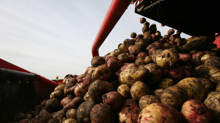 حظر دخول 140 طن من البطاطا المصرية إلى الأسواق الروسية