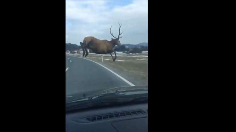 شاهد.. قفز طويل لأحد الأيائل أمام سيارة تسير بسرعة جنونية