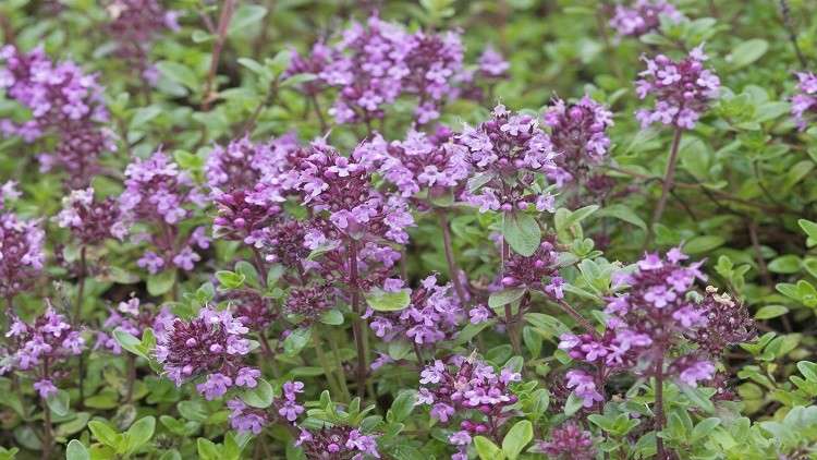 فائدة طبية عظيمة للزعتر!