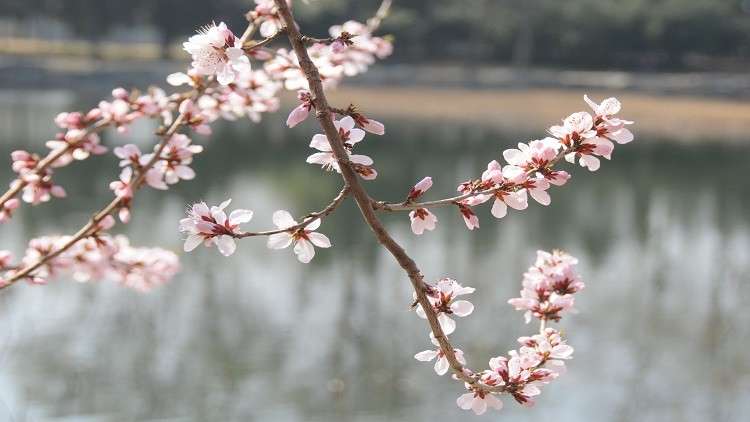 فتاة صينية ترسم بشعرها تشكيلات رائعة