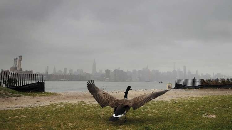 الإوزة "ستيف" تهاجم جنودا أمريكيين في عقر دارهم!