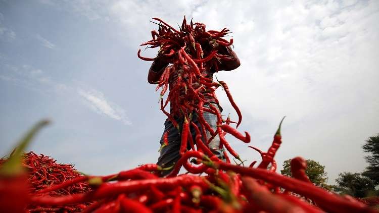 قرار سعودي جديد بشأن الاستيراد من مصر