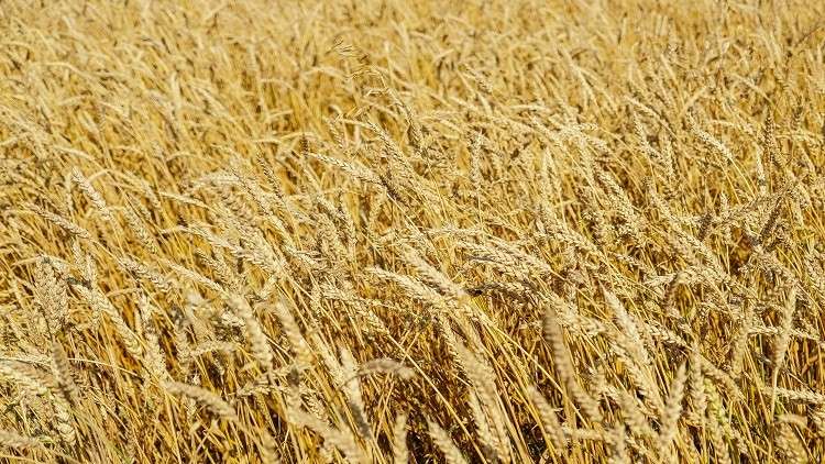 زيادة كبيرة في صادرات الحبوب الروسية 