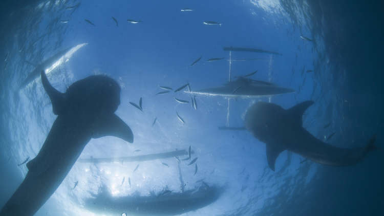 أسماك القرش العملاقة تتجمع قرب السواحل الأمريكية