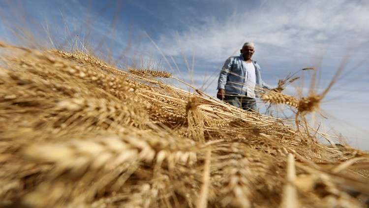 مصر تقضي على سوق القمح السوداء