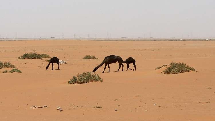في سابقة.. السعودية تحنط الجميلة "خزامة" (فيديو)