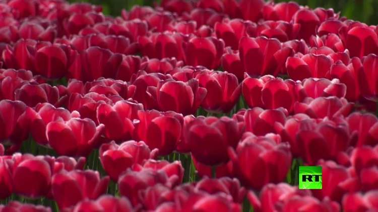 انطلاق مهرجان التوليب في هولندا