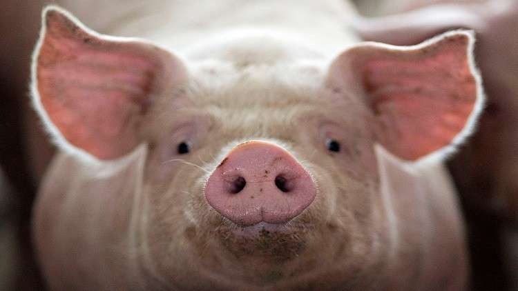 حفظ أدمغة الخنازير حية خارج أجسامها لأول مرة على الإطلاق