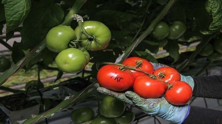 روسيا ترفع الحظر عن استيراد الطماطم التركية 