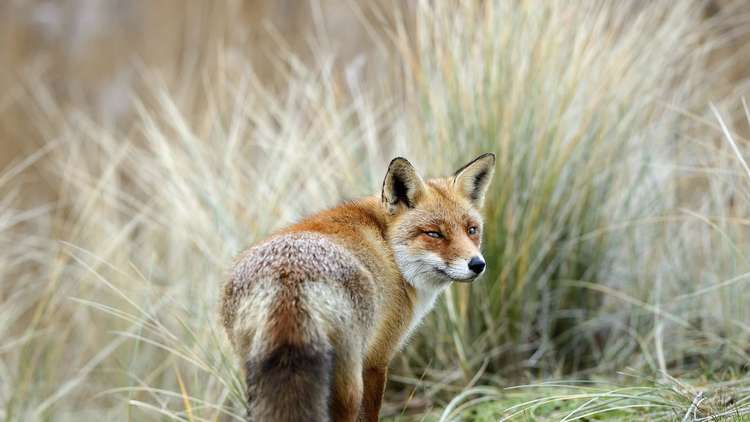 إسطنبول.. ضبط شحنة من جثث الثعالب مهربة من أوكرانيا!