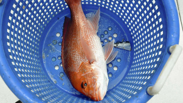 سلطنة عمان تبرم اتفاقية لإقامة أكبر مزرعة سمكية في الشرق الأوسط 