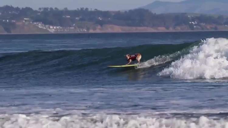 كلبة تظهر مهارتها في ركوب الأمواج!