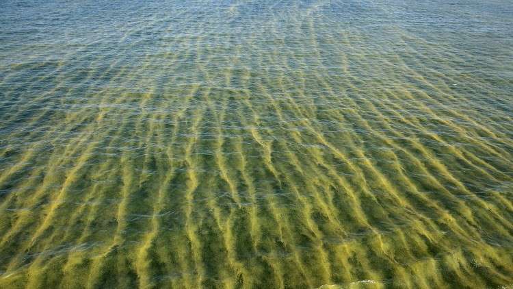 علماء روس يعرضون أكثر من 30 نوعا من منتجات الطحالب