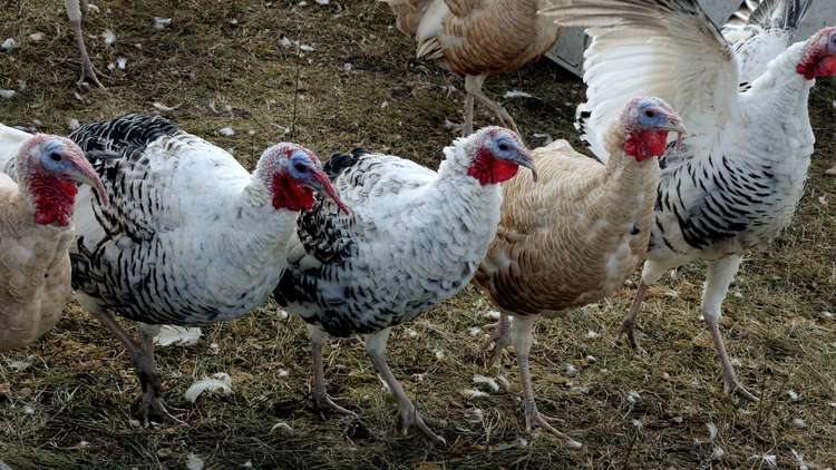 روسيا تصدر دواجنها إلى بلدان عربية