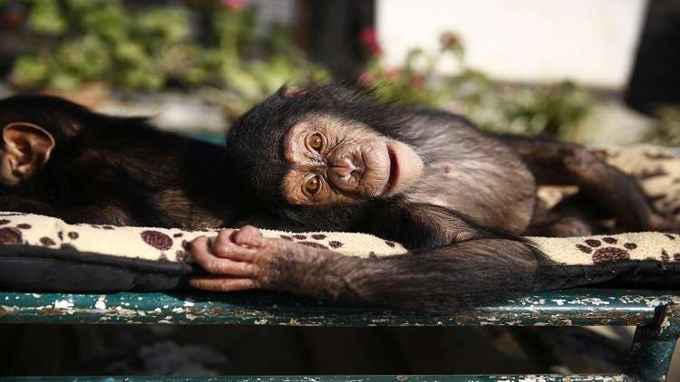 فراش الشمبانزي أنظف من سرير الإنسان!