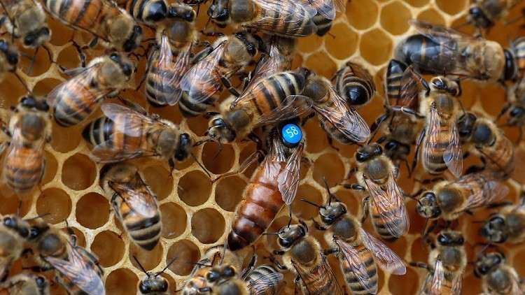 هل يهدد تدهور أعداد النحل مستقبلنا الغذائي؟