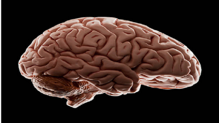 اختراق جديد يحيي أمل إنماء أدمغة في المختبر!