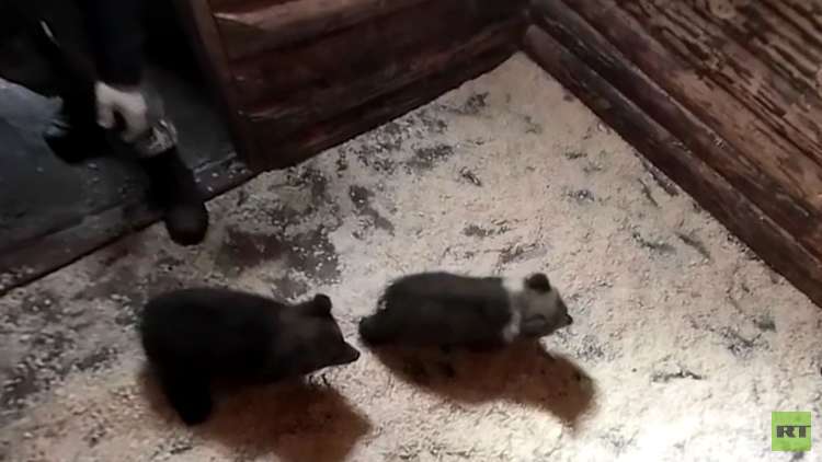 بتقنية 360.. يوميات منقذي الدببة في روسيا (الجزء الثاني)