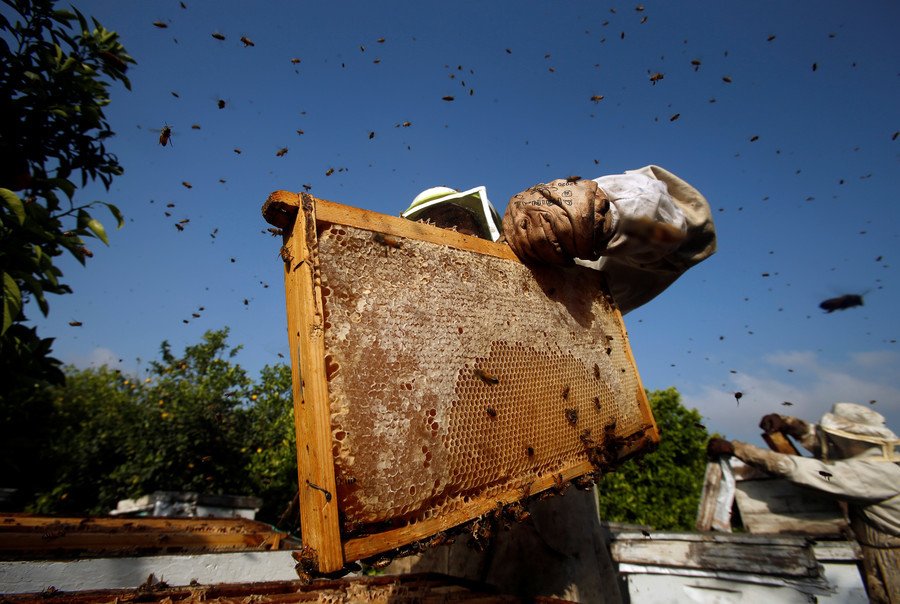 هل يهدد تدهور أعداد النحل مستقبلنا الغذائي؟